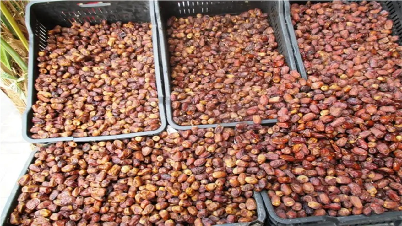 تحديث أسعار البلح السيوي قرب رمضان 2026 بعروض ونصائح شراء